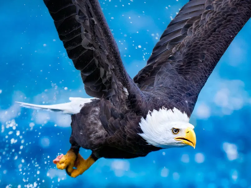 199840__eagle-in-flight_p