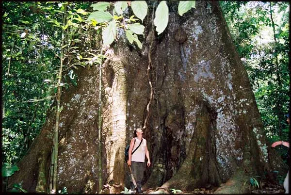 lupuna blanca